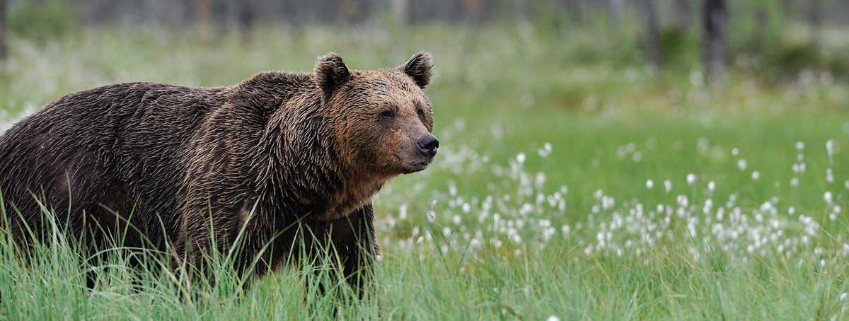 Bear Safety Tips for Workers in the Field