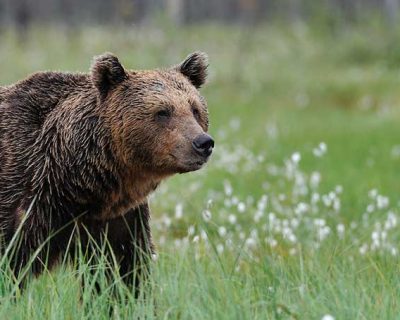bear safety for workers