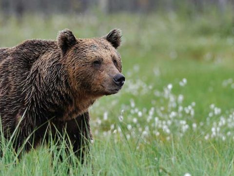 Bear Safety Tips for Workers in the Field