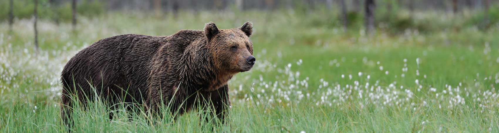 Bear Safety Tips for Workers in the Field - BIS Safety Software