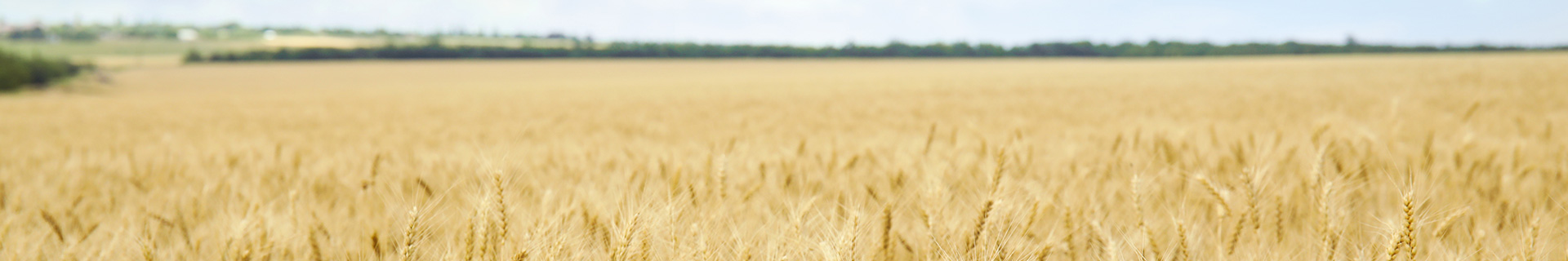 Grain Handling and Storage