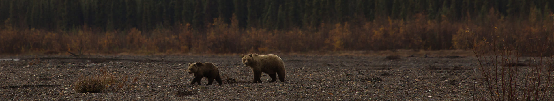 Wilderness & Bear Awareness