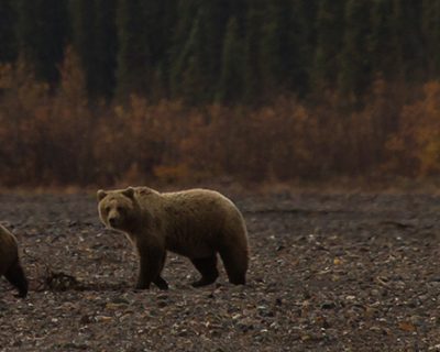 Wilderness & Bear Awareness