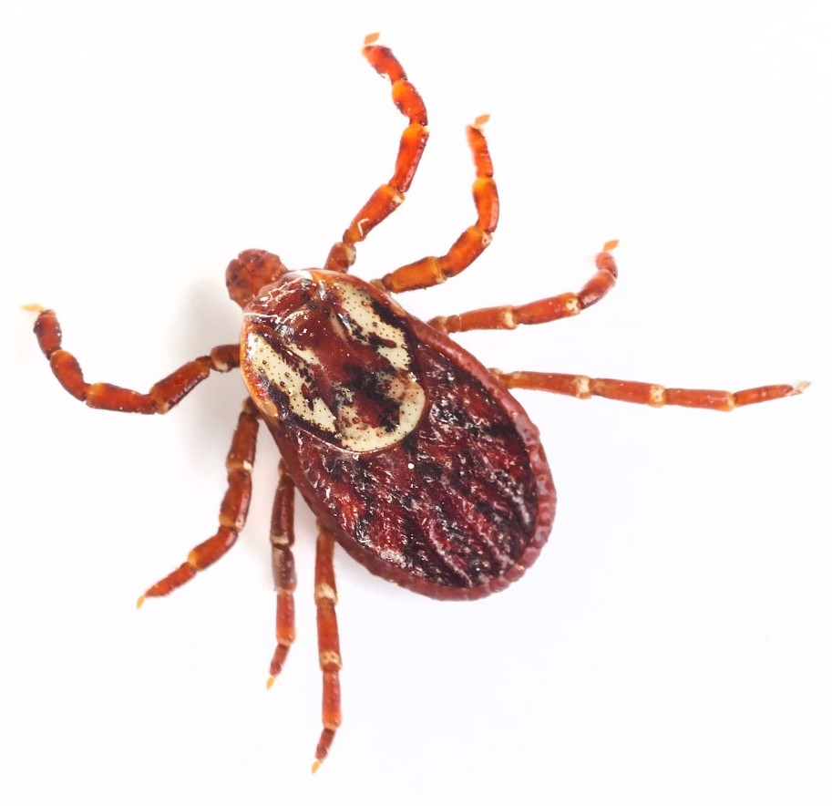 Dog tick close up