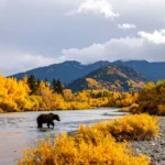 Working Smart in Bear Country: Safety First