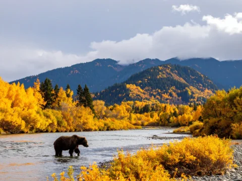 Working Smart in Bear Country: Safety First